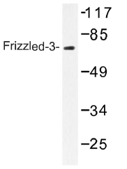 AP01315PU-N - FZD3 / Frizzled-3
