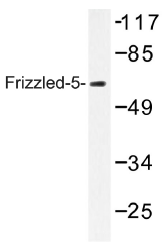 AP01316PU-N - FZD5 / Frizzled-5
