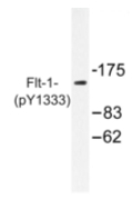 AP01883PU-N - VEGFR-1 / Flt-1