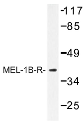 AP01322PU-N - Melatonin Receptor 1B