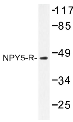 AP01324PU-N - NPY Receptor 5 / NPY5R