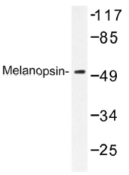 AP01328PU-N - Melanopsin