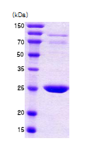 AR09099PU-L - 14-3-3 protein beta/alpha