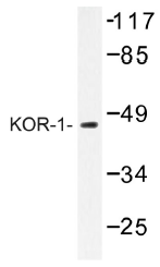 AP01330PU-N - Kappa Opioid Receptor