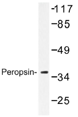 AP01332PU-N - RRH