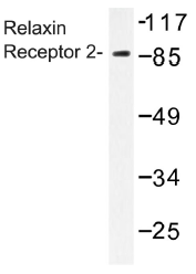AP01337PU-N - Relaxin receptor 2 / RXFP2