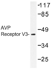 AP01341PU-N - Vasopressin V1b receptor (V1bR)
