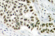 AP01346PU-N - Histone H2A.x