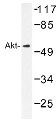 AP01349PU-N - AKT1 / PKB