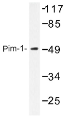AP01350PU-N - PIM1
