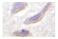 AP01870PU-N - Alpha-Synuclein / SNCA