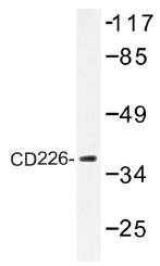 AP01352PU-N - CD226 / DNAM1