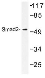 AP01355PU-N - SMAD2