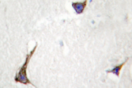 AP01356PU-N - Syndecan-4 (SDC4)