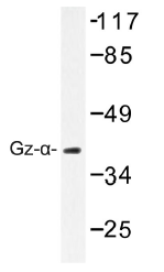 AP01358PU-N - G protein z alpha
