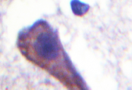 AP01358PU-N - G protein z alpha