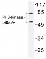 AP01368PU-N - PI 3-kinase p85