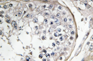 AP01368PU-N - PI 3-kinase p85