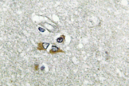 AP01382PU-N - Apolipoprotein L1 / APOL1