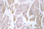 AP01395PU-N - DNAJB11