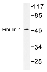AP01398PU-N - Fibulin-4