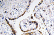 AP01398PU-N - Fibulin-4