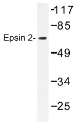 AP01400PU-N - Epsin-2