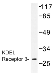AP01401PU-N - KDEL Receptor 3 / KDELR3