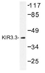 AP01403PU-N - KCNJ9