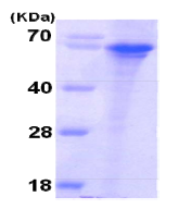 AR09106PU-L - Syntaphilin / SNPH