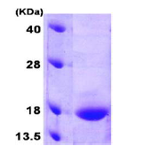 AR09109PU-L - GADD45G