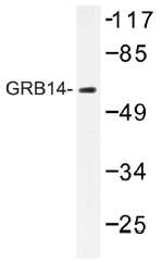 AP01405PU-N - GRB14