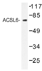 AP01409PU-N - ACSL6
