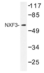 AP01412PU-N - NXF3