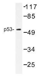 AP01417PU-N - TP53 / p53