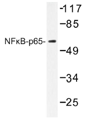 AP01419PU-N - RELA / NF-kB p65