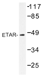 AP01426PU-N - Endothelin A receptor