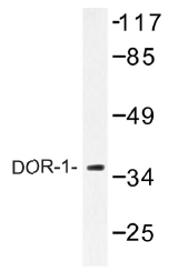 AP01427PU-N - Delta-type opioid receptor