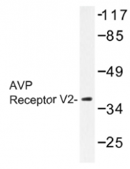 AP01435PU-N - Vasopressin V2 receptor (AVPR2)