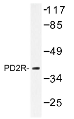 AP01440PU-N - PTGDR