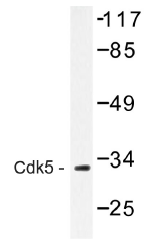 AP01458PU-N - CDK5