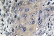 AP01468PU-N - Coatomer subunit zeta-1