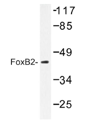 AP01472PU-N - FOXB2
