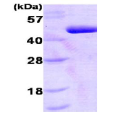 AR09115PU-L - PDK1