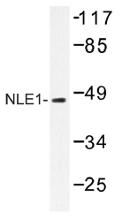 AP01490PU-N - NLE1