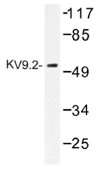 AP01495PU-N - KCNS2