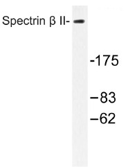 AP01504PU-N - Spectrin beta II / SPTBN1