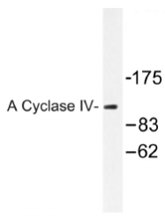 AP01506PU-N - Adenylate cyclase type 4