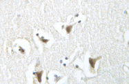 AP01509PU-N - Alpha-Synuclein / SNCA