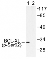 AP01538PU-N - Bcl-2-like 1